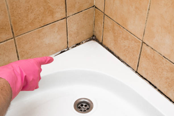 Best Black Mold Removal  in The Meadows, FL